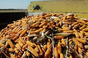 Dried Grains of Maize