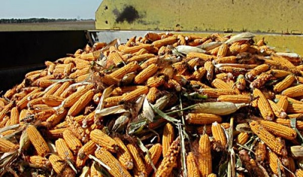 Dried Grains of Maize