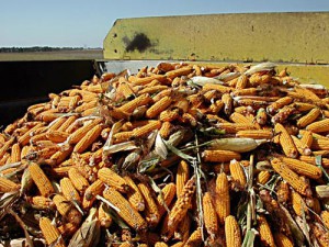 Dried Grains of Maize