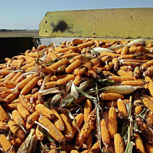 Dried Grains of Maize