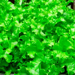 Salad Leaves